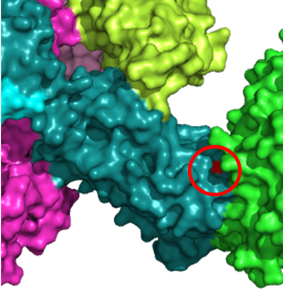 PyMol_CoV2spikeprotein_ACE2_N501__mutation_site_zoom