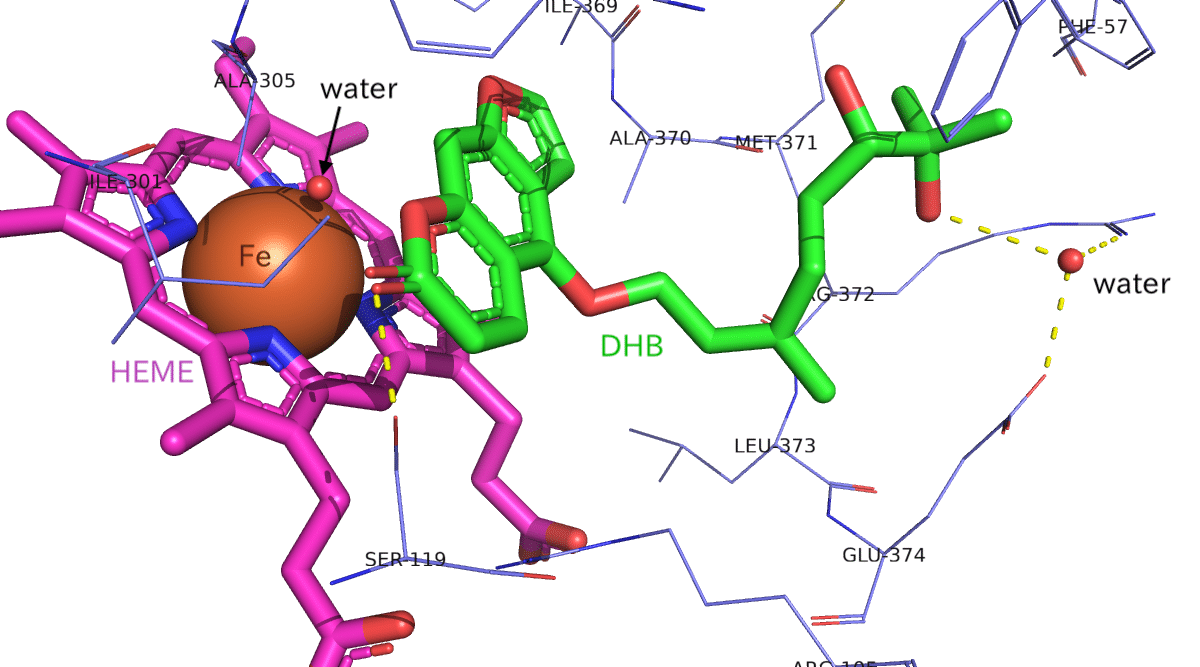 CYP3A4-DHB_bindingsite