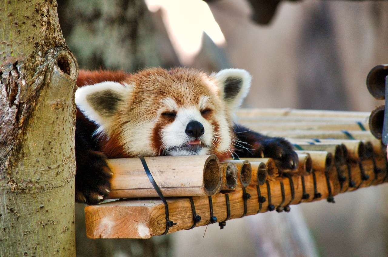 red-panda-sleepy
